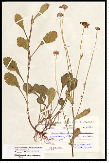 Leucanthemum ircutianum DC.