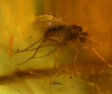 Dolichopodidae