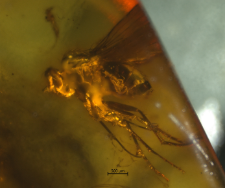 Diptera (Brachycera)