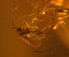 Dolichopodidae