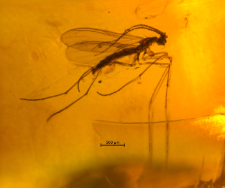 Diptera (Nematocera)