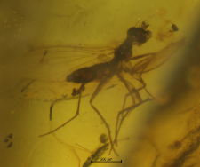 Diptera (Nematocera)