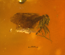 Amphientomum