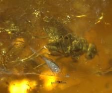 Dolichopodidae