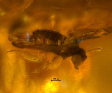 Dolichopodidae