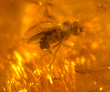 Dolichopodidae