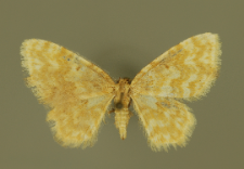 Hydrelia flammeolaria (Hufnagel, 1767)