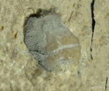 Goniodromites kubai