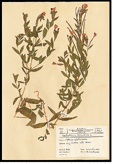 Epilobium hirsutum L.