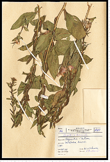 Oenothera biennis L.