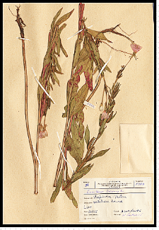 Oenothera biennis L.