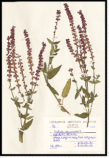 Salvia nemorosa L.