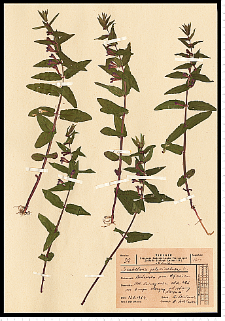 Scutellaria galericulata L.