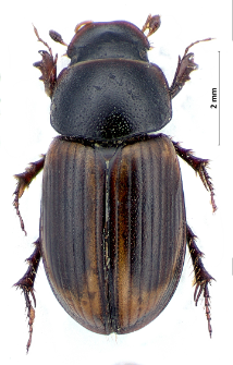 Aphodius circumcinctus W.L.E. Schmidt, 1840