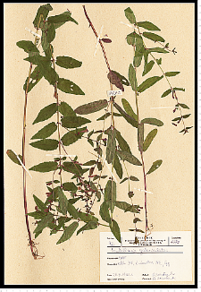 Scutellaria galericulata L.