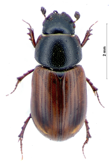 Aphodius fasciatus (G.-A. Olivier, 1789)