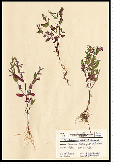 Scutellaria galericulata L.