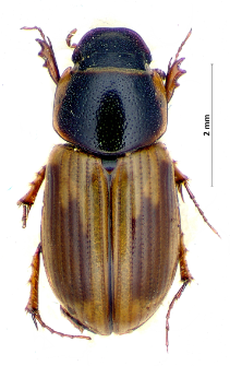 Aphodius sphacelatus (Panzer, 1798)