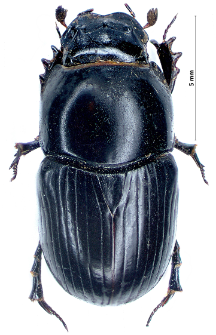 Aphodius fossor (Linnaeus, 1758)