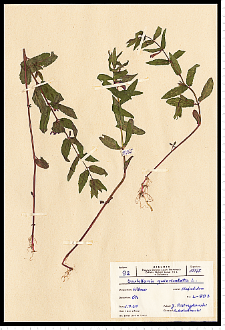 Scutellaria galericulata L.