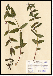 Scutellaria galericulata L.