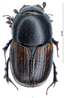 Aphodius erraticus (Linnaeus, 1758)