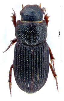 Oxyomus sylvestris (I.A. Scopoli, 1763)