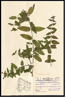 Scutellaria galericulata L.