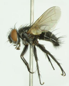 Platymya fimbriata (Meigen, 1824)