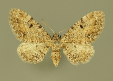 Eupithecia pimpinellata (Hübner, 1813)