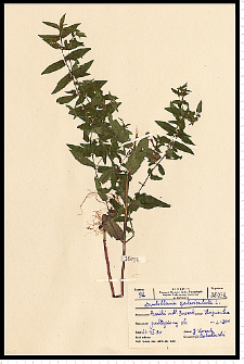 Scutellaria galericulata L.