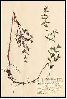 Scutellaria galericulata L.