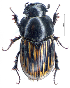 Aphodius luridus (Fabricius, 1775)