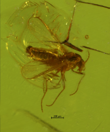 Chironomidae (Orthocladiinae)