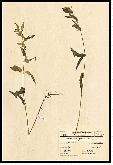 Scutellaria galericulata L.