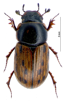 Aphodius conspurcatus (Linnaeus, 1758)