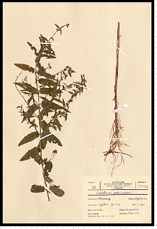 Scutellaria galericulata L.