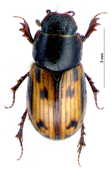 Aphodius distinctus (O.F. Müller, 1776)