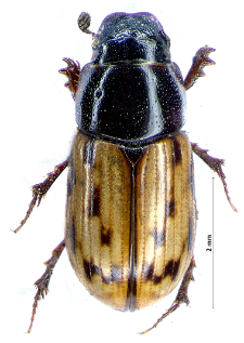 Aphodius pictus J. Sturm, 1805