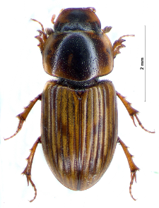 Aphodius sticticus (Panzer, 1798)