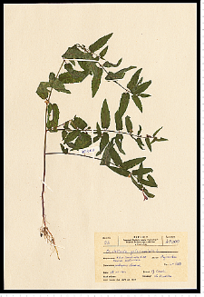 Scutellaria galericulata L.