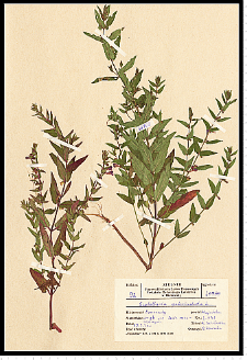 Scutellaria galericulata L.