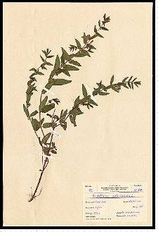 Scutellaria galericulata L.