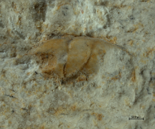 Goniodromites species