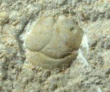 Tanidromites sculpta