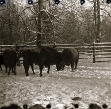 [Fotografie grupowe bydła i żubrów z cielętami(2)]