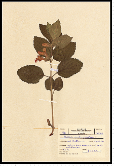 Melittis melissophyllum L.