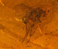 Diptera (Brachycera)