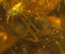 Elateridae