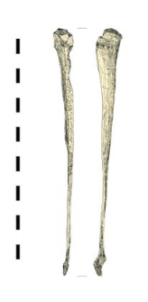 stitching awl, bone